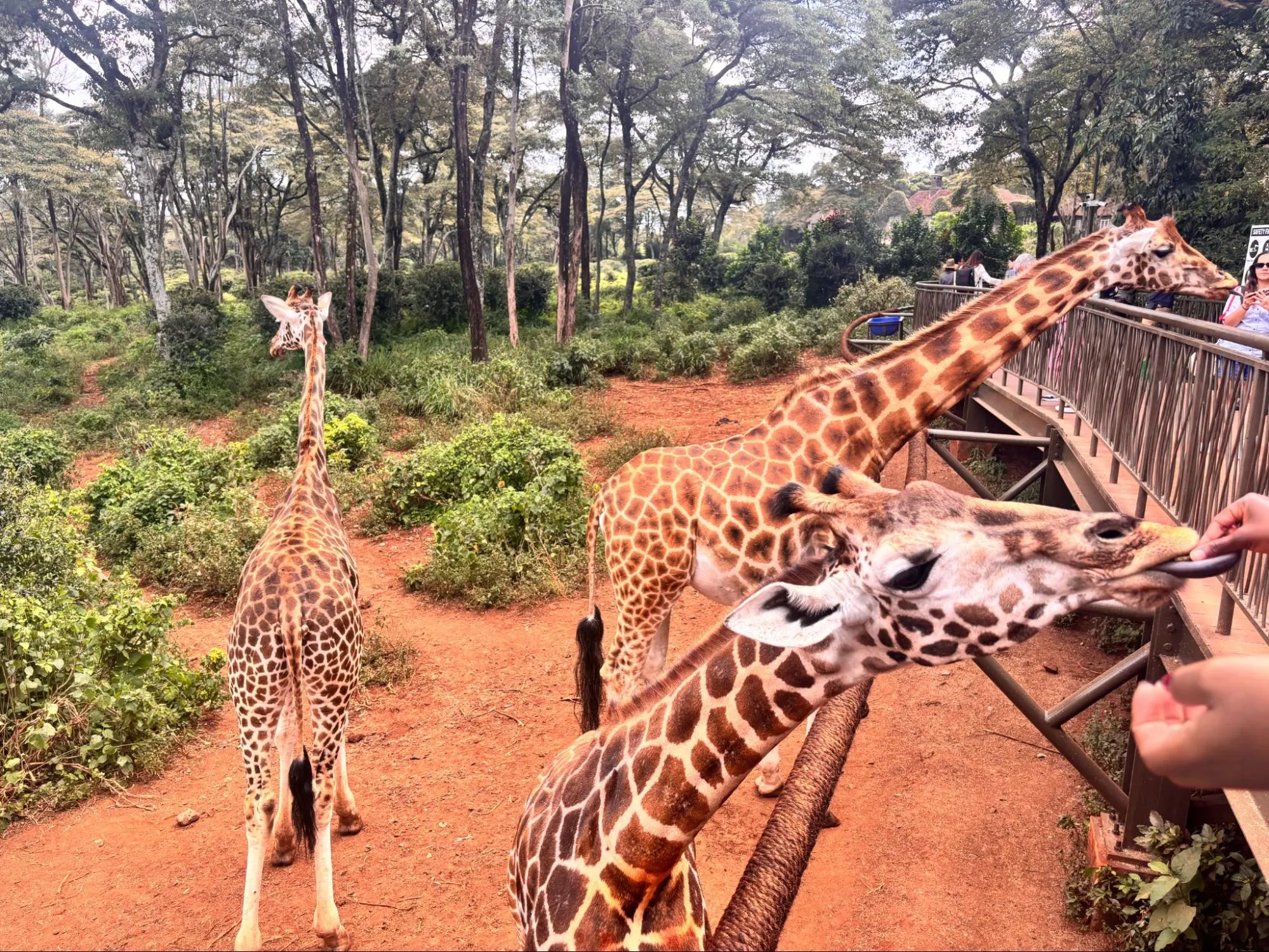 Giraffe Center