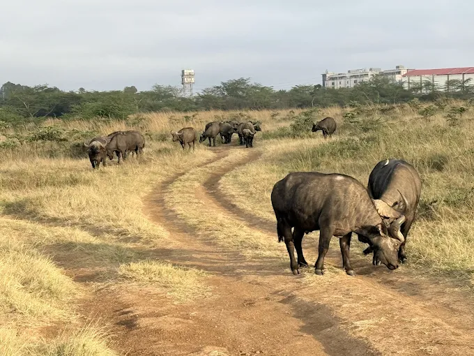 Nairobi-National-Park